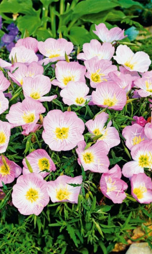 Энотера ВЕЧЕРНЯЯ РОЗА