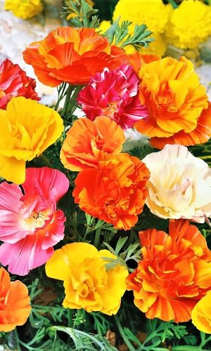 Эшшольция КАЛИФОРНИЙСКИЕ МАКИ