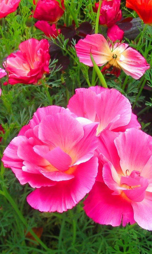 Эшшольция ЛИЛОВЫЙ ЛУЧ