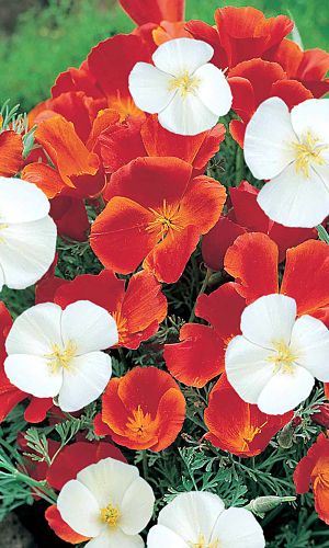 Эшшольция ПЕРФЕКТО