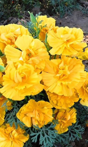 Эшшольция ЖЁЛТАЯ КОРОЛЕВА