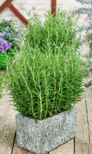 Эстрагон (тархун) ДРАКОНЬЯ ТРАВА &mdash; Обладает приятным ароматом и острым вкусом! Содержит эфирные масла, каротин, рутин! Применяется как успокаивающее средство!