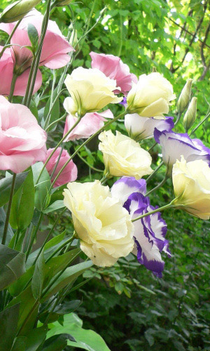 Эустома БОГЕМА МИКС