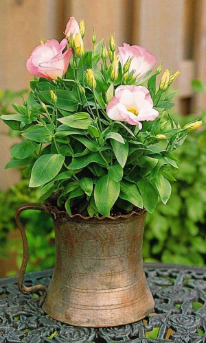 Эустома САПФИР РОЗОВАЯ ДЫМКА