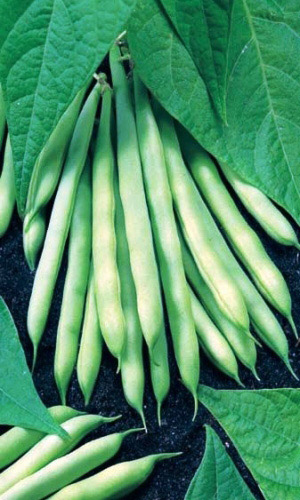 Фасоль МАЛАХИТ