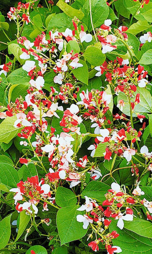 Фасоль вьющаяся СМЕСЬ ОКРАСОК