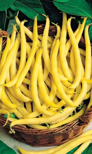 Фасоль ЗОЛУШКА