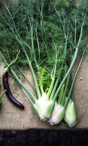 Фенхель БОЧАТА