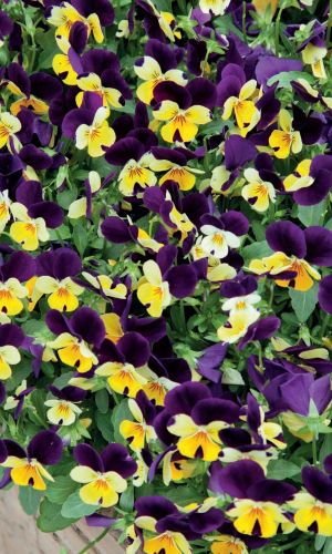 Фиалка рогатая ТУРЕЦКИЙ КОВЕР