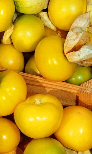 Физалис КОНДИТЕР