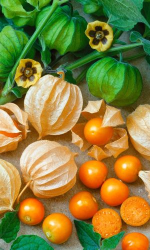 Физалис ЗОЛОТЫЕ РОССЫПИ