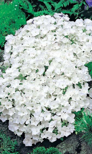 Флокс друммонда КРАСОТКА В БЕЛОМ