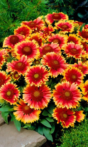 Гайлардия ЯШМА