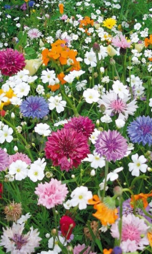 Газон ЯРКАЯ ПОЛЯНА 20 г