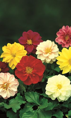 Георгина ФЕЙЕРВЕРК