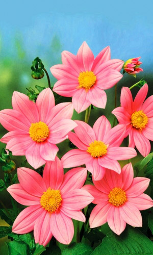 Георгина МИГНОН РОЗОВАЯ КРАСАВИЦА