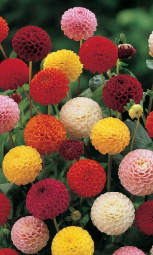 Георгина ПОМПОННАЯ СМЕСЬ