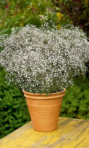 Гипсофила СНЕЖИНКА