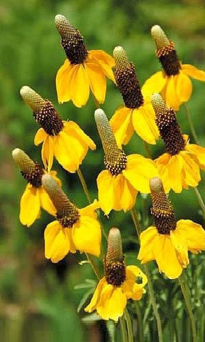 Ратибида ЦВЕТОК ПРЕРИЙ &mdash; Неприхотливый многолетник!