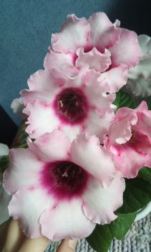 Глоксиния АВАНТИ ЛАЙТ F1 ВАЙОЛЕТ ДАРК