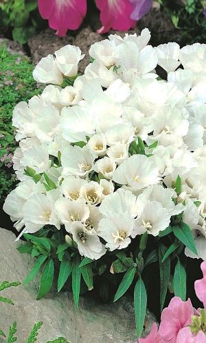 Годеция БЕЛЫЙ ЗАКАТ