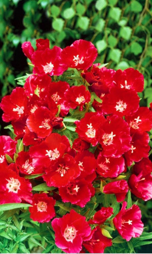 Годеция КРАСНЫЙ ЗАКАТ