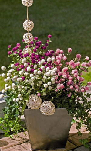 Гомфрена ВЫСОКАЯ СМЕСЬ