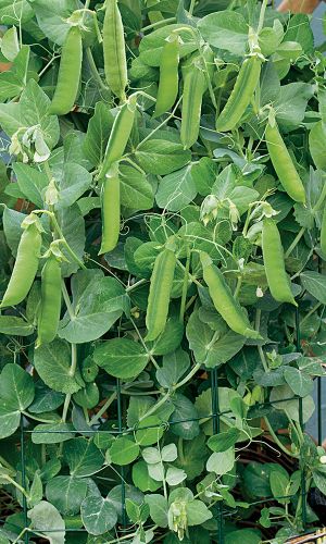 Горох ДАЧНЫЙ