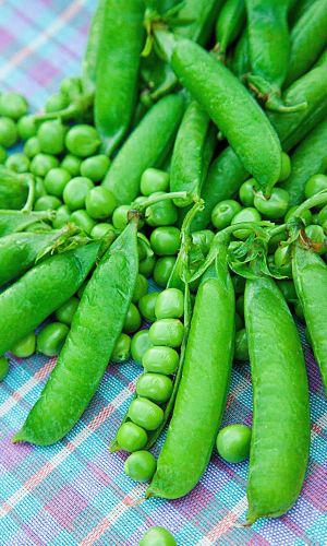 Горох КАЛИПСО