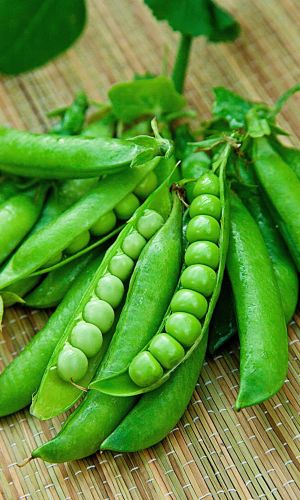 Горох НИКОЛАС