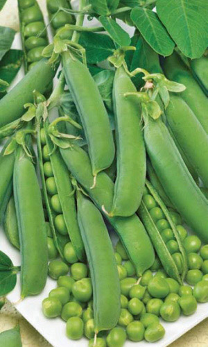 Горох ТРИУМФ