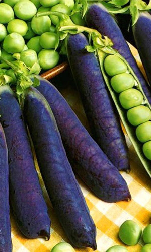 Горох ПУРПУРНЫЙ КОРОЛЬ