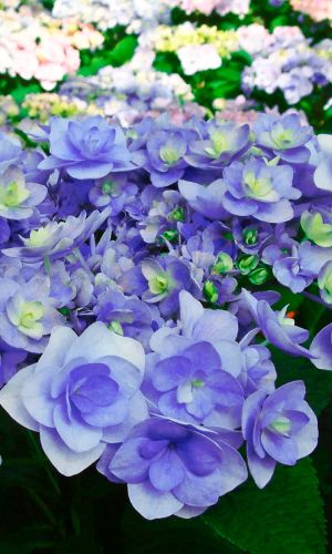 Гортензия Ю ЭНД МИ ФОРЕВЕР