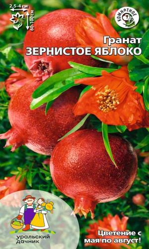 Гранат ЗЕРНИСТОЕ ЯБЛОКО