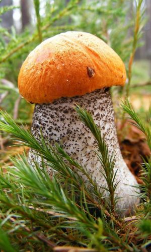 Грибы КРАСНОГОЛОВИК ЕЛОВЫЙ