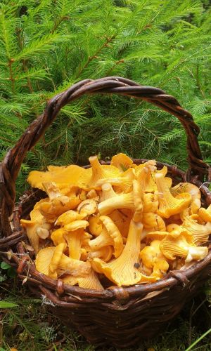 Грибы ЛИСИЧКА НАСТОЯЩАЯ