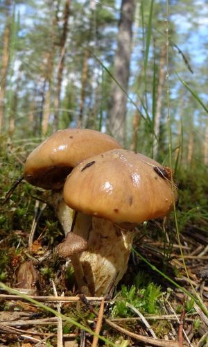 Грибы МАСЛЁНОК ОБЫКНОВЕННЫЙ