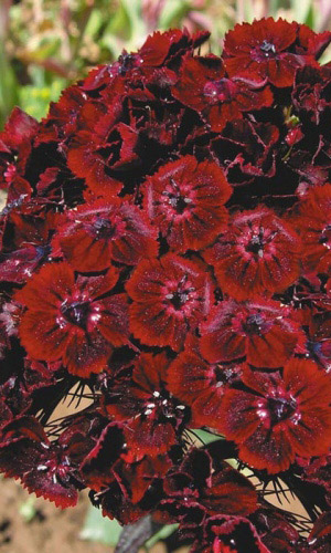 Гвоздика турецкая АЛАЯ КРАСАВИЦА