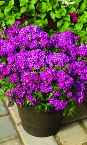 Гвоздика турецкая ФИОЛЕТОВАЯ ГОРА