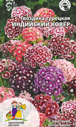 Гвоздика турецкая ИНДИЙСКИЙ КОВЁР