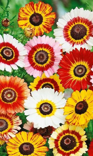 Хризантема килеватая РАДУГА