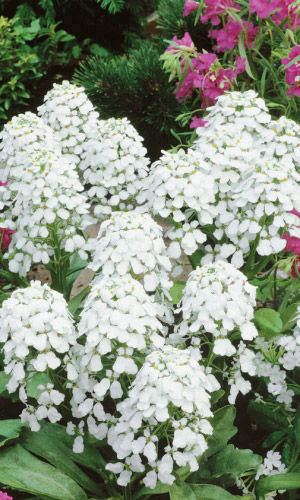 Иберис зонтичный СНЕЖНАЯ ВЬЮГА