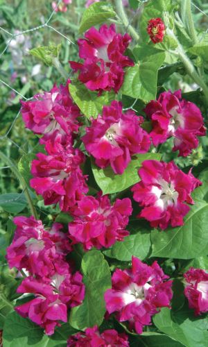 Ипомея махровая РОЗОВОЕ МЕРЦАНИЕ