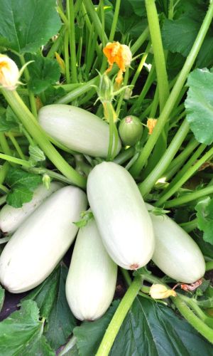 Кабачок БЕЛОПЛОДНЫЕ &mdash; Настоящий красавец с тонкой белой кожицей и великолепным вкусом! Стабильно урожайный!