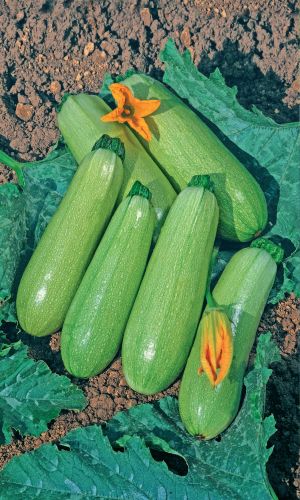 Кабачок БИЗНЕС КЛАСС