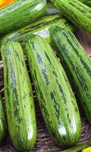 Кабачок ЦУКЕША ПОЛОСАТЫЙ