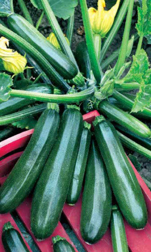 Кабачок ЦУКЕША