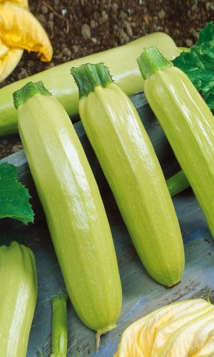 Кабачок ДЕНИС