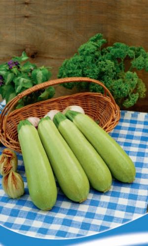 Кабачок МАРШАЛ F1