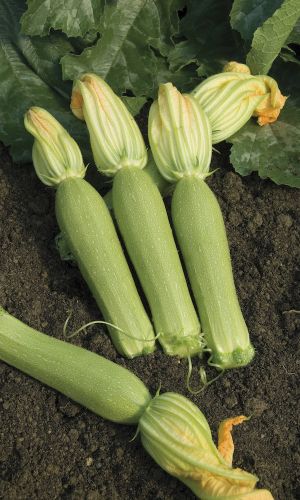 Кабачок ВЕСЕННЕЕ ЧУДО